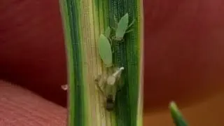 GCTV20: Russian Wheat Aphid - Recommendations for ongoing management.