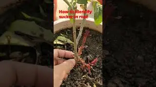 How to identify rose sucker branch