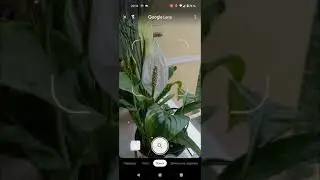 Где можно посмотреть результат обучения ИИ по картинкам в Crowdsource? - Google Lens