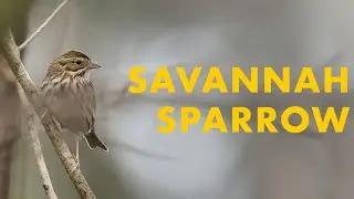 В поисках саваннского воробья!