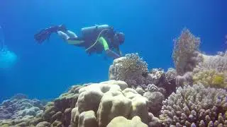 Beauty of the Red Sea #scubadiving #scubagirls #elquseir