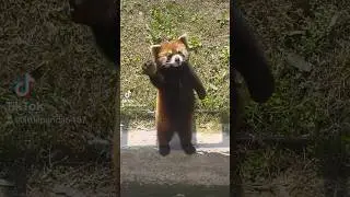 Baby, Daddy is back!🥰🥰🥰#fy #fyp #trending #cute #redpanda #lovely #family