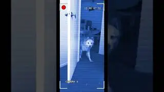 Angry Dog Barking Prank..On Dog!! Too Funny!