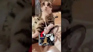 Funny animals 2026😂-Funniest Cats  Video #49 #shortvideo #shortsvideo #shorts
