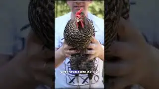 Birds head stabilization #science #sciencefacts