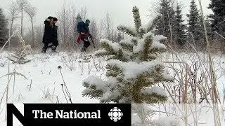 Poaching trees a new Christmas tradition in Saskatchewan park