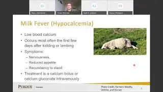 Toxic Plants in Pastures and Hay
