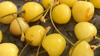Cherries in SO2 sorting with Spray | RAYTEC VISION SpA