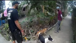FAILED TO CAUGHT HER 😔🐾 #adoptstrays #humanity #viralvideo #shorts #adoptdontshop 