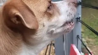 Slow Motion Bark - Like and Subscribe