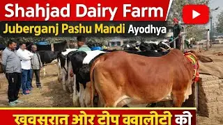 खूबसूरत और टॉप क्वालिटी की गाय लेने के लिए संपर्क करें Shahjad Dairy Farm sohawal Ayodhya UP 