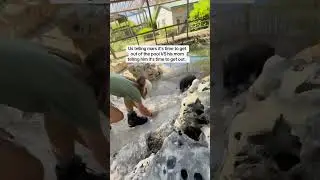 Baby hippo doesn't want out of the pool #funny #funnyvideo