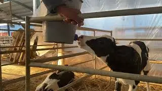 How to Teach a Calf to Start Bucket Feeding