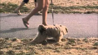 Real dog with robot toy dog