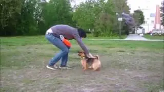 Norwich Terrier Bona - super frisbee dog :)