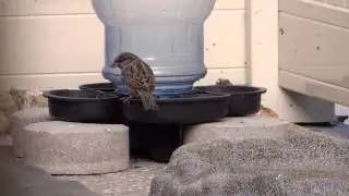 House Sparrows Drinking from Bird Waterer & Birdbath