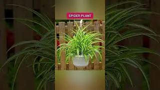 10 Best Low Maintenance Shade Loving Indoor Plants