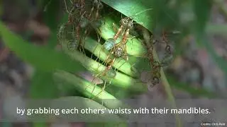 Superefficient teamwork in weaver ants