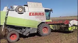 Другий врожай сої. Жнива 2025р.