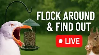 LIVE Bird Feeder Cam | Flock Around the Clock 🐦 | 1/30/2026