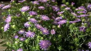Native Stoke's aster flowers return every year