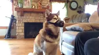 How to put Muzzle on dog