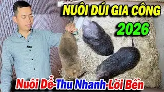 NUÔI DÚI ĐEN KHỦNG LONG GIA CÔNG NĂM 2026 - NUÔI DỄ, THU NHANH, LỜI BỀN | ĐI LÊN TỪ LÀNG