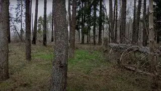 Walking in the lonely forest of russiaㅣ Sounds for relaxing sleep, insomnia