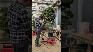 Cleaning old bonsai with mini pressure washer to reveal texture and remove dirt. #bonsai #care