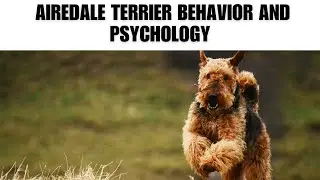 Airedale Terrier Behavior and Psychology | Interesting Facts | The Beast World