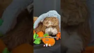It's the Year of the Rabbit...so how about some Rabbit jokes?