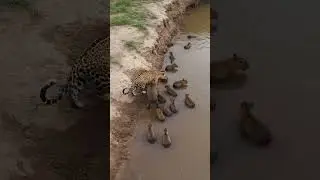 Leopard bite poor Capybaras #animallife #animals #wildlife #nature