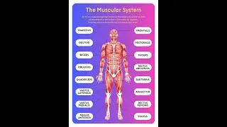 Muscular System in Human Body | Learninghub | Human Parts