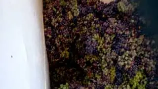 Joint Arab-Hebrew production of organic grape juice. Mount Hebron