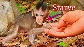 STARVING FOOD ,Baby monkey Charlee so much hungry and skinny,Cameraman give extra food to her