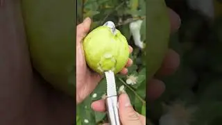 Farm Fresh Fruits Cutting #fruit #shorts
