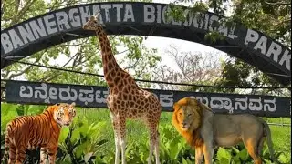 Bannerghatta safari |bannerghatta zoo #bannerghatta #safari #kannada #vlog #tiger #kannadanews #yt 