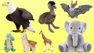 Learn Animal Names | Giraffe Emu Eagle Crocodile Elephant Alpaca Bat | Picture Show