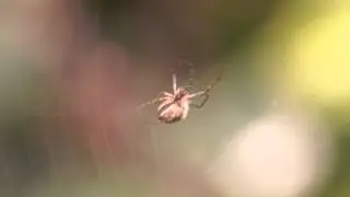 Spider Building Web