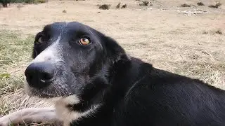 QUE HARIAMOS SIN PERROS!!! Un pastor sin perro no es nadie!!