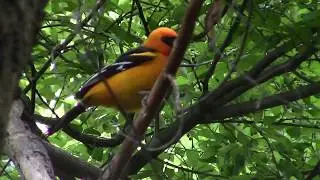 National Butterfly Center