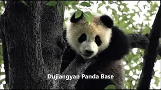 Dujiangyan Panda Base