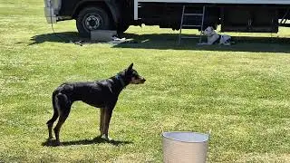 Rosie the sheep dog stars in Outback Jack's Stockman Show at Pinnaroo Show & Field Day, #2