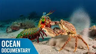 CRUSTACEAN REALM | Guardians and Wanderers of the Ocean Floor