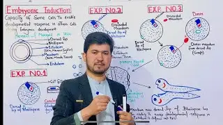 Embryonic Induction Class 12| Hans Spemann Experiment| Mechanism of cellular differentiation