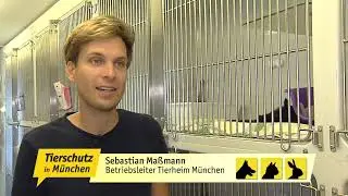 TIERSCHUTZ IN M&Uuml;NCHEN: Katzenelend in Deutschland