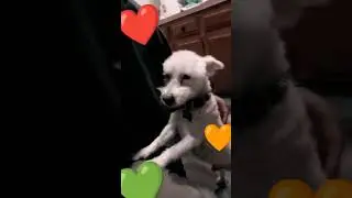 Kenny ❤️💚🧡 #animals #dogs #jackrussell #poodle #puppy #shorts #Jackapoo