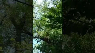 Anyone ID this cicada?