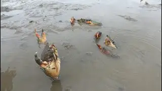 Low Tide Treasure Hunt: Catching Giant Mud Crabs in the Swamp