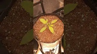 Timelapse of Blue Dream Autoflower - from germination to beginning flower stages.
